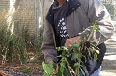 Carlyle Murray tending to his garden