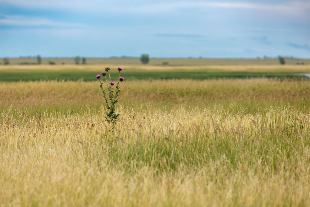 Solitary prairie thistle blooming in Saskatchewan grasslands beside a distant lake