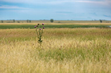 Solitary prairie thistle blooming in Saskatchewan grasslands beside a distant lake